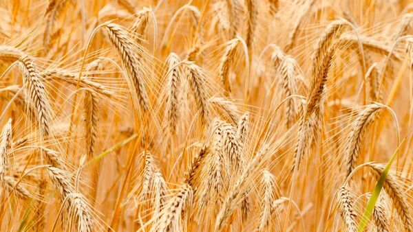 جلسه بازنگری قیمت خرید تضمینی گندم در وزارت جهاد کشاورزی برگزار می‌شود