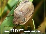 مبارزه با سن غلات در221 هزار و773 هکتار از مزارع استان همدان