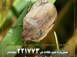 مبارزه با سن غلات در221 هزار و773 هکتار از مزارع استان همدان