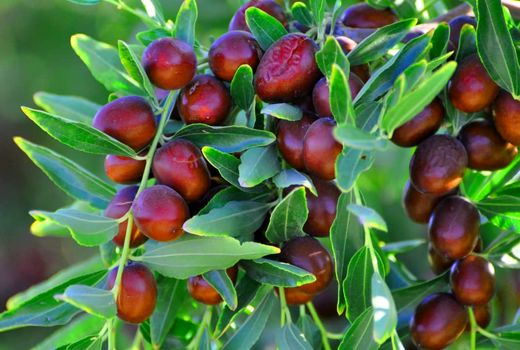 پیش‌بینی برداشت بالغ‌بر هشت هزار تن عناب خشک استان