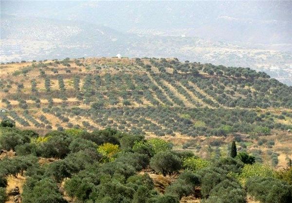 اجرای طرحهای اقتصاد مقاومتی در 380 هکتار از اراضی شیبدار ساری