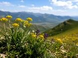 نابودی گیاهان خودرو، تهدیدی برای آینده امنیت غذایی است