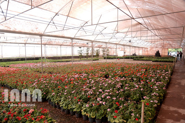 خطوط باربری هوایی کم و ترانشیپ مانع صادرات است