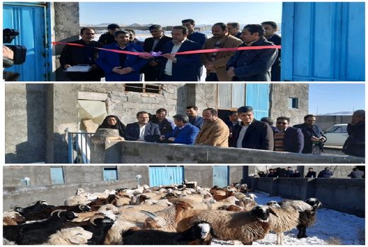 افتتاح طرح پرواربندی بره صنعتی ۲۰۰راسی