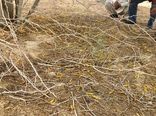 آغاز مبارزه با موج جدید ملخ صحرایی در سیستان‌وبلوچستان