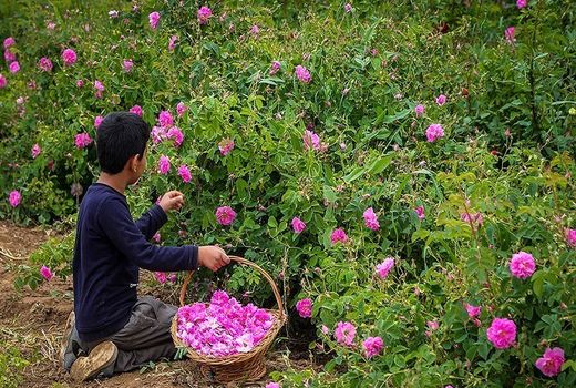 نطنز یکی از قطب های تولید گل محمدی در استان اصفهان