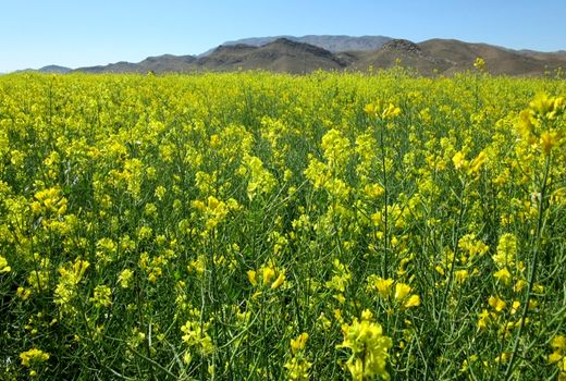 فسا رتبه نخست تولید کلزا در فارس را بدست آورد