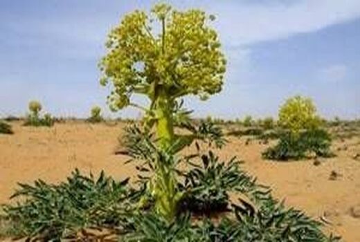 کهگیلویه و بویراحمد سرزمین فرصت‌های سبز؛ تولید یک‌هزار و ۲۰۰ تن گیاهان دارویی