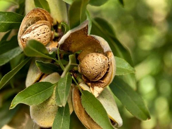 ارزآوری یک میلیون دلاری چهارمحال و بختیاری از صادرات بادام