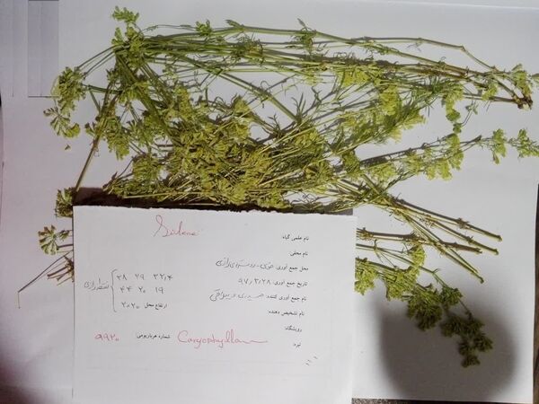 گونه جدید گیاهی به همت بانوی محقق سازمان تات شناسایی و ثبت جهانی شد