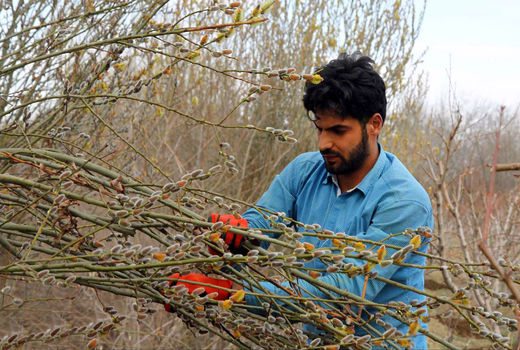 شمیم بیدمشک نوروزی در خیابان‌های ارومیه