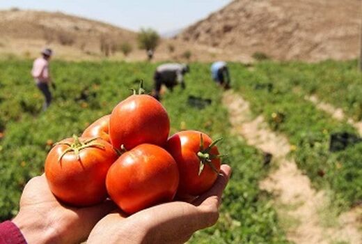 6000 تن گوجه‌فرنگی از اراضی کشاورزی دامغان برداشت می‌شود