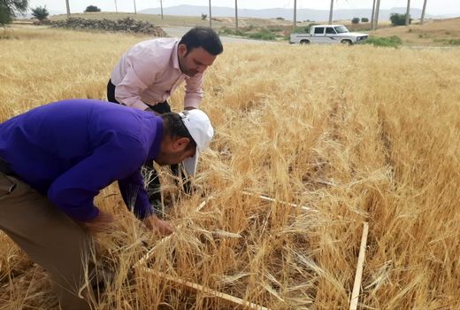 برداشت مزرعه طرح مقایسه ای (PVS) ارقام گندم و جو دیم در اندیکا