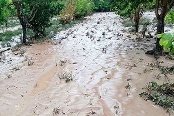 راهکار برای نجات باغات از چنگال حوادث جوی/تگرگ و طوفان حریف باغ نمی‌شوند