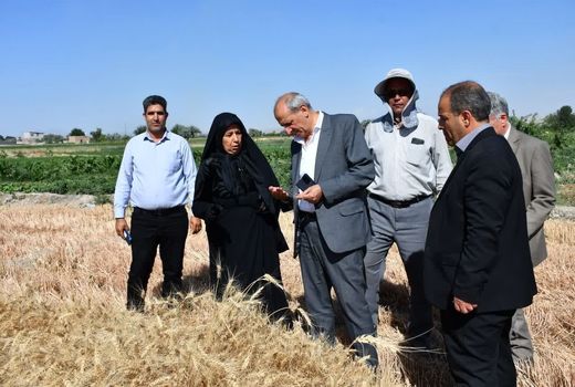 ارتقای بهره‌وری گندم با حمایت هدفمند و مکانیزاسیون هوشمند