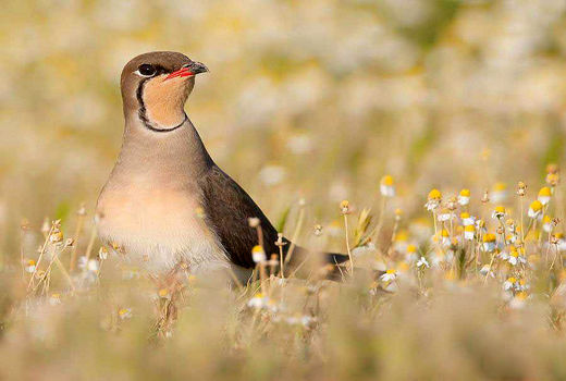 پرنده گلاریول بال سرخ در چهارمحال و بختیاری دیده شد