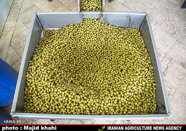 کارگاه فراوری و بسته بندی زیتون