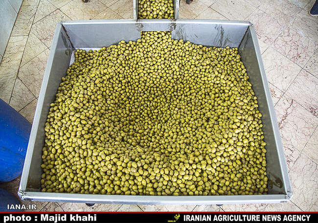 کارگاه فراوری و بسته بندی زیتون