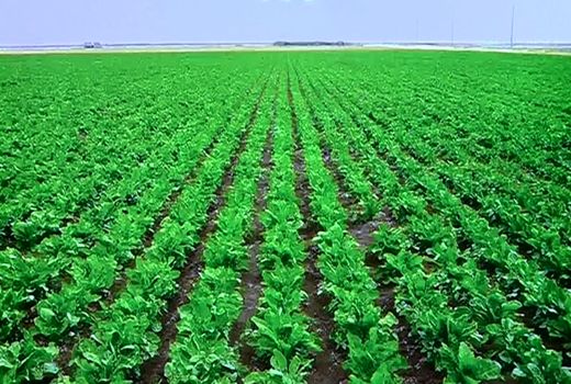 پیش بینی کشت ۱۱هزار هکتار چغندرقند بهاره در استان کرمانشاه