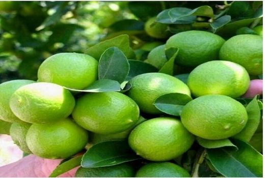 لیموی ترش قیروکارزین راهی بازار شد 