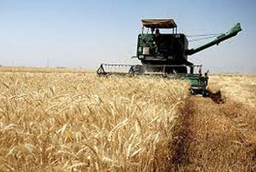 هفتصدو72 هزار تن گندم در کردستان خریداری شد