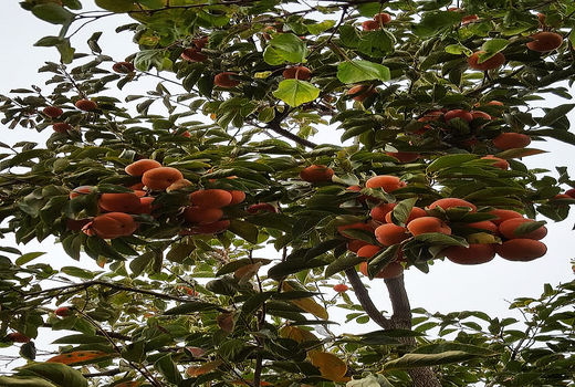 برداشت خرمالو در شهریار  