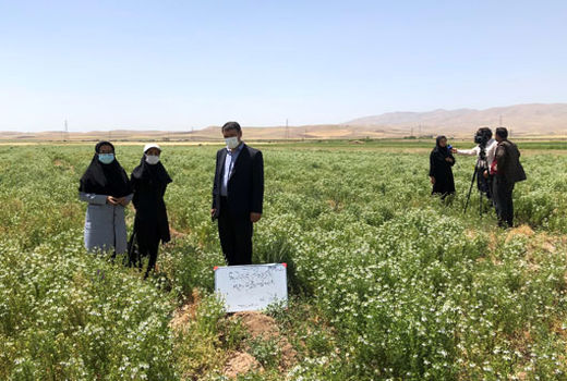 ضرورت ترویج کشت گیاهان دارویی و توسعه سطح زیرکشت این گیاهان در بناب