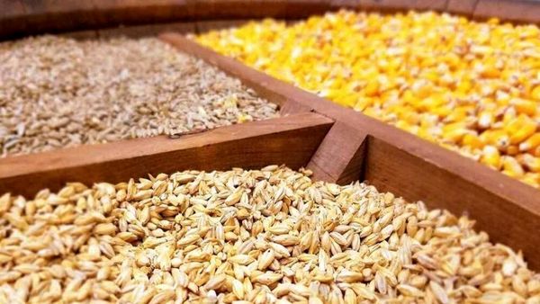 توزیع بیش از ۳۲۵ هزار تن نهاده دامی در چهارمحال و بختیاری