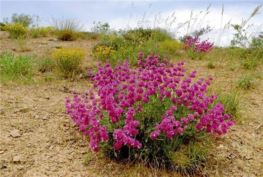 بانک اطلاعاتی گیاهان دارویی راه‌اندازی می شود