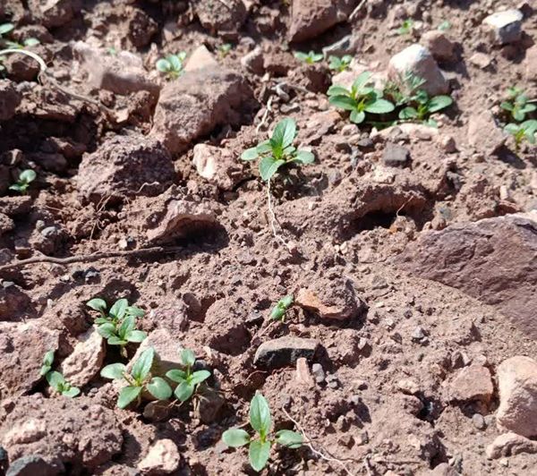 کشت ۵۳ هکتار گیاه دارویی در اراضی دیم شهرستان جلفا