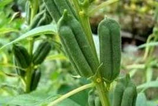 اختصاص ۱۰۸ هکتار از اراضی کشاورزی دهلران به کشت کنجد