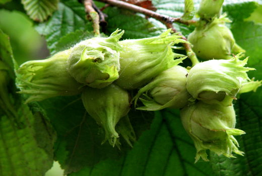 برداشت فندق از باغات استان قزوین آغاز شد