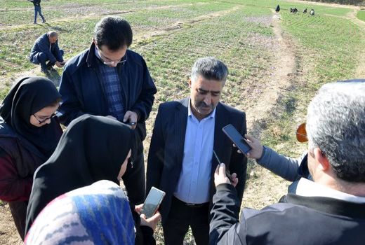 تولید 1.9 تن زعفران در استان آذربایجان شرقی