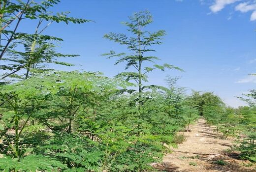 بزرگترین مزرعه مورینگای فارس گواهی 