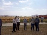 اجرای عملیات کیل گیری از مزارع گندم آبی بخش گندمان