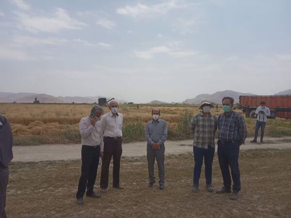 اجرای عملیات کیل گیری از مزارع گندم آبی بخش گندمان