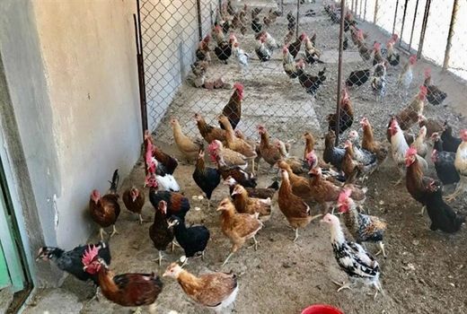 واکسیناسیون رایگان ۱۱۱ هزار قطعه طیور بومی علیه نیوکاسل