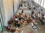 واکسیناسیون رایگان ۱۱۱ هزار قطعه طیور بومی علیه نیوکاسل
