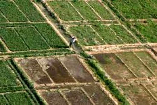 رفع تداخل اراضی کشاورزی در شادگان