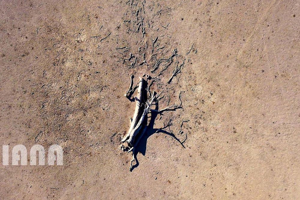 سرطان زمین‌های کشاورزی