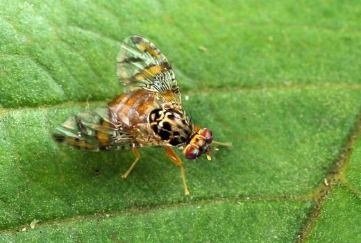 استفاده از محصول زیست‌سازگار برای حذف مگس میوه