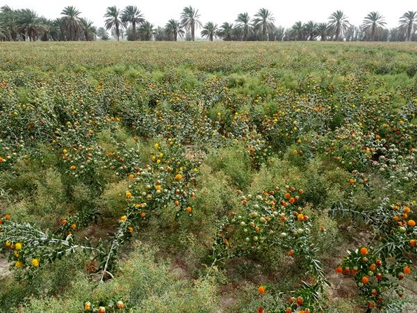 زهاب و آب شور دریا برای کشت گیاهان مقاوم به شوری