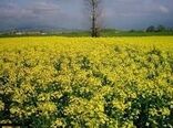 افزایش کارآیی مصرف آب، از اهداف مهم اجرای الگوی کشت در استان کرمان است