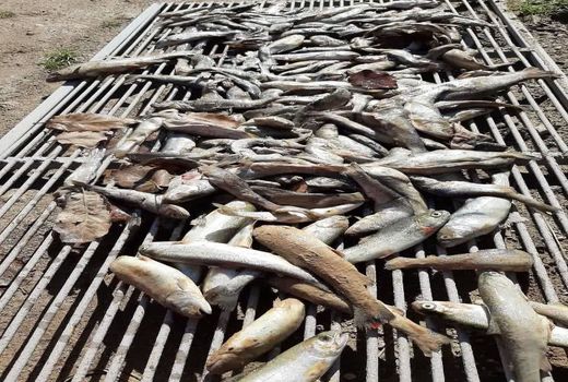  خسارت به 15 مزارع پرورش ماهی بخش ناغان شهرستان کیار 