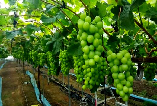 انگور گلخانه‌ای؛ راهکاری برای تنظیم بازار، عرضه نوبرانه و افزایش درآمد باغداران