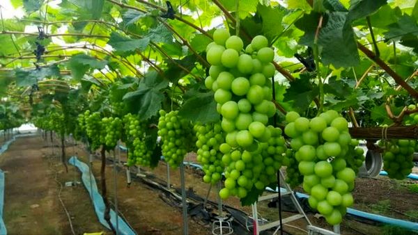 انگور گلخانه‌ای؛ راهکاری برای تنظیم بازار، عرضه نوبرانه و افزایش درآمد باغداران