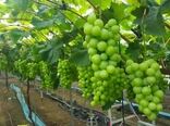 انگور گلخانه‌ای؛ راهکاری برای تنظیم بازار، عرضه نوبرانه و افزایش درآمد باغداران