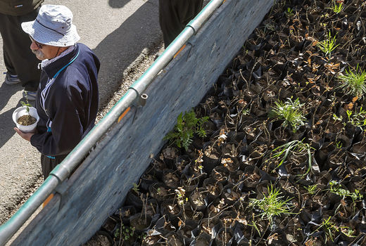 مدارس نهال هدیه می‌دهند