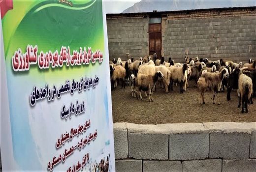 آغاز به کار اولین کاروان ترویجی ارتقای بهره وری کشاورزی ویژه دام سبک در استان چهارمحال و بختیاری