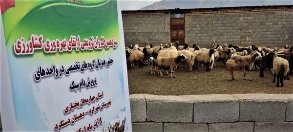 آغاز به کار اولین کاروان ترویجی ارتقای بهره وری کشاورزی ویژه دام سبک در استان چهارمحال و بختیاری
